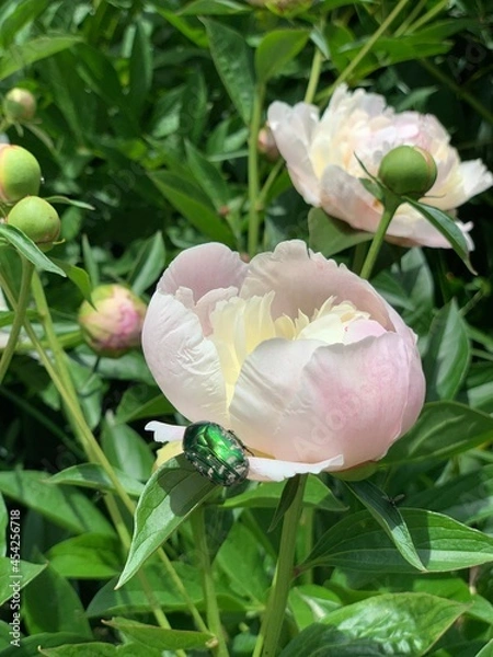 Obraz peonies