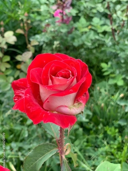 Obraz red rose in garden