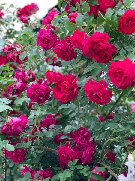 Fototapeta red roses background