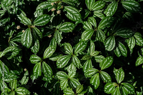 Obraz green leaves natural background wallpaper, texture of leaf, leaves with space for text 
