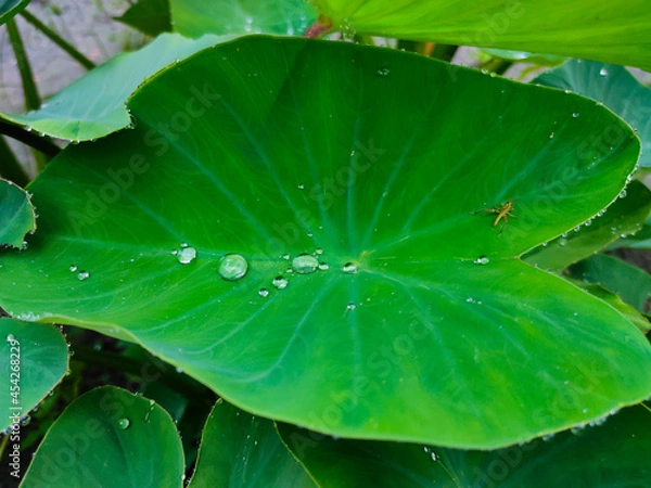 Fototapeta leaf with drops
