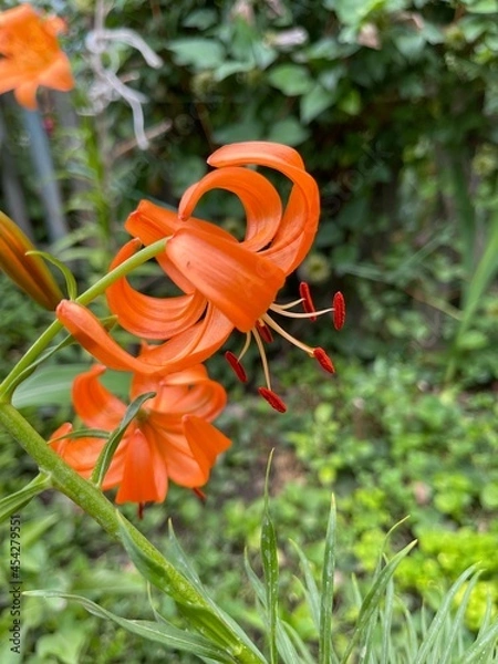 Obraz orange lily