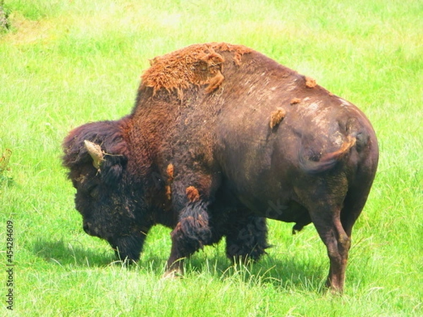 Fototapeta Bison