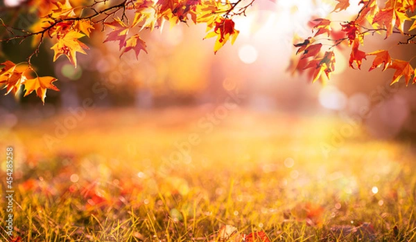 Fototapeta orange fall  leaves autumn background