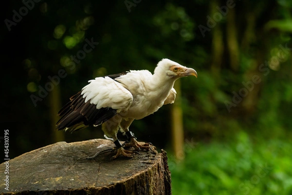 Fototapeta A cheeky Vulture, one of the Birds of Prey at Willows,  near Sevonoaks, Kent