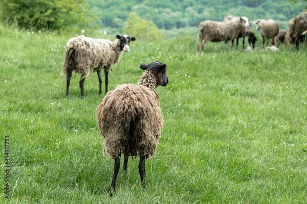 Fototapeta A sheep with muddy hair stands with its back to the camera. Green grass and other sheep are in the background. A mountain pasture. The concept of animal husbandry