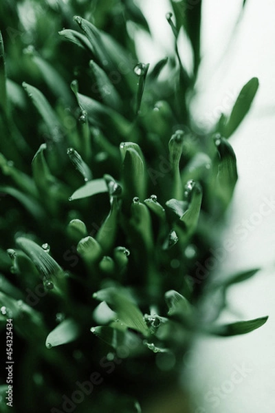 Obraz green grass with drop