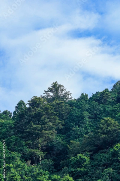 Obraz clouds over the forest