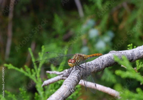 Obraz dragonfly on a branch of a coniferous tree close-up macro