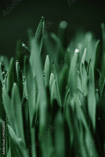 Obraz green grass with drop