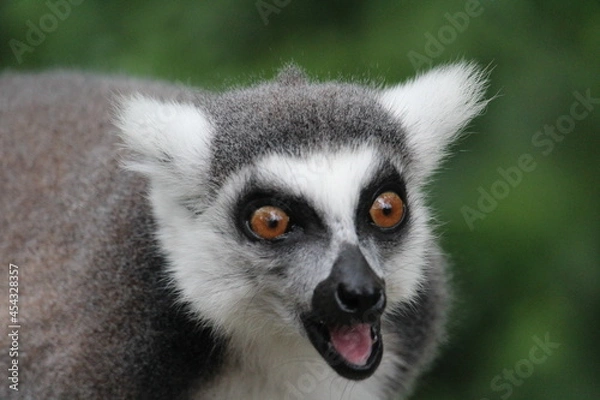 Fototapeta ring lemur