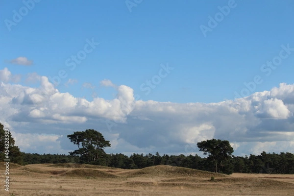 Fototapeta landscape with trees