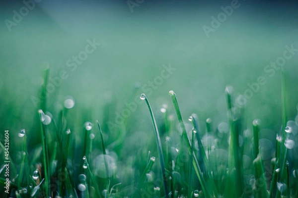Fototapeta green grass with drop