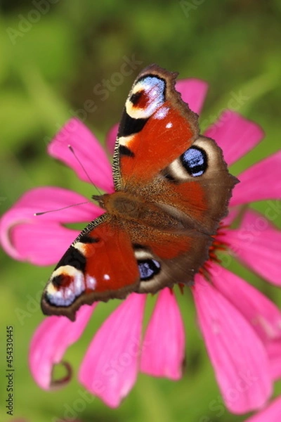 Fototapeta Echinacea purpurea and Aglais io, butterfly sitting on a flower