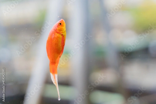 Fototapeta 釣れた金魚