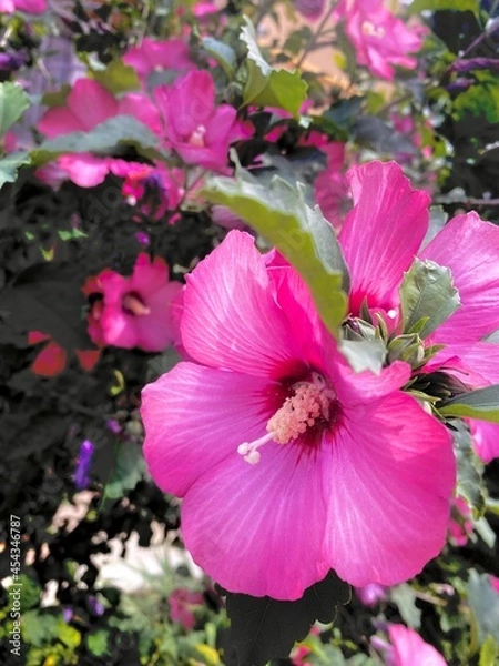 Obraz pink rose bush