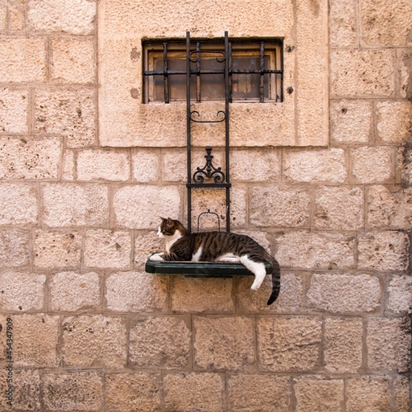 Fototapeta The cat lies on the street on a special stand hanging on the wall.