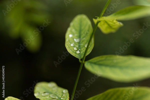 Fototapeta After rain Water Drops on Green leaves in the garden pattern background, sparkle of Droplets on surface leaf, color Dark Flat lay Natural background for input text