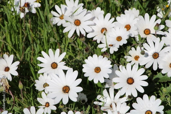 Obraz West coast daisies. Springtime.