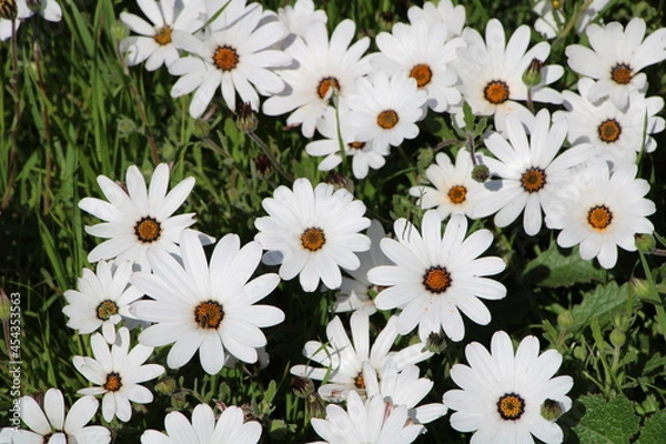 Obraz West coast daisies. Springtime.