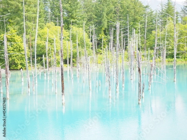 Fototapeta 北海道の美瑛の観光地「青い池」