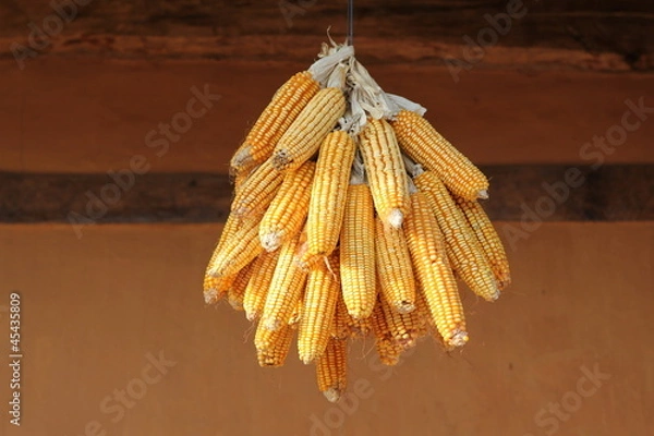 Obraz dried corn