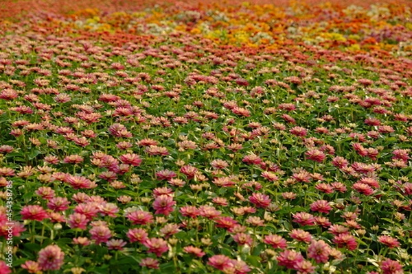 Fototapeta field of red tulips