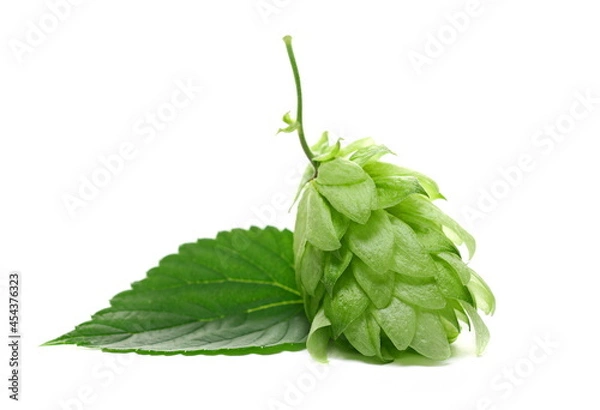Fototapeta Fresh hops and leaf isolated on white background
