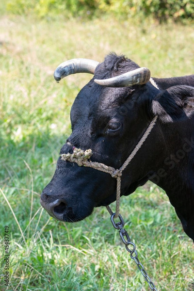 Fototapeta head of a rustic black cow grazing in a meadow close-up