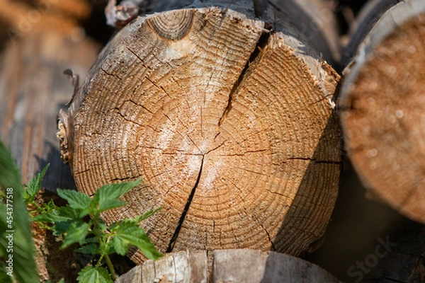 Obraz old, cracked pine end saw cut