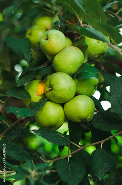 Fototapeta apples on tree, harvest in fall autumn, wallpaper 