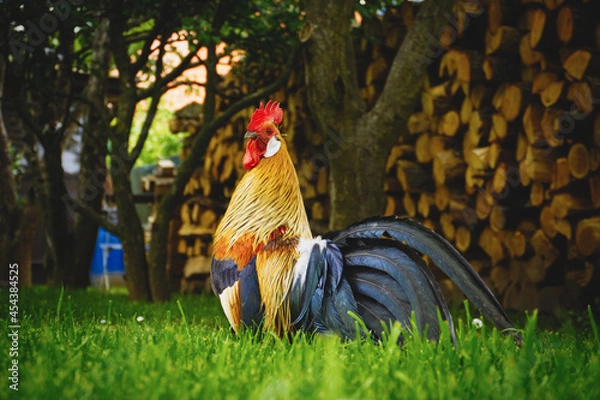Obraz Close up of head of golden rooster standing on traditional rural barnyard in the morning. Portrait of colorful long-tailed Phoenix cockerel in a garden. Cock walk and feed in the grass farmyard
