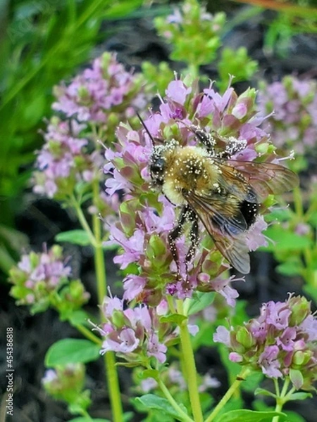 Fototapeta bee on a flower