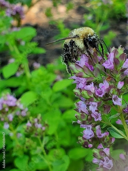 Fototapeta bee on a flower