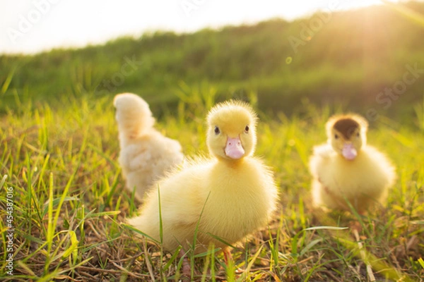 Obraz Cute ducklings in the morning on green grass background