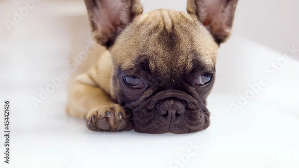 Obraz А Cute Bulldog Puppy Lying on the Floor
