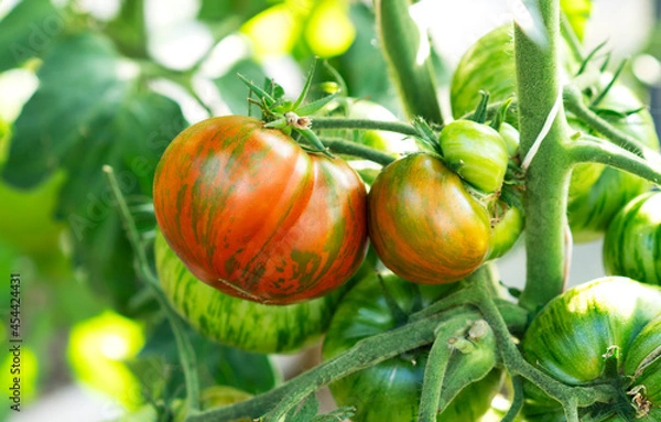 Obraz Growing red striped tomato variety, ripening of tomatoes. Farming concept. Selective focus.