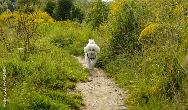 Obraz A poodle walking alone along a forest path