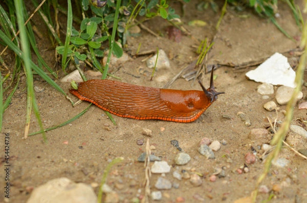 Obraz Snail without a shell encountered on a forest path