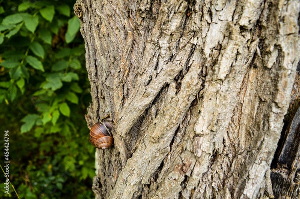 Obraz A snail climbing a tree