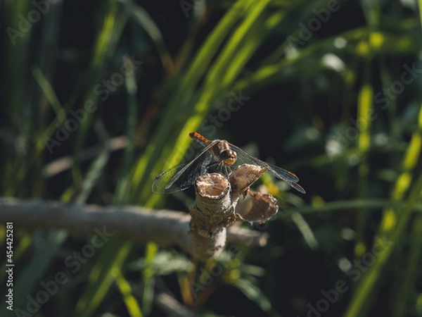 Obraz spider on the leaf