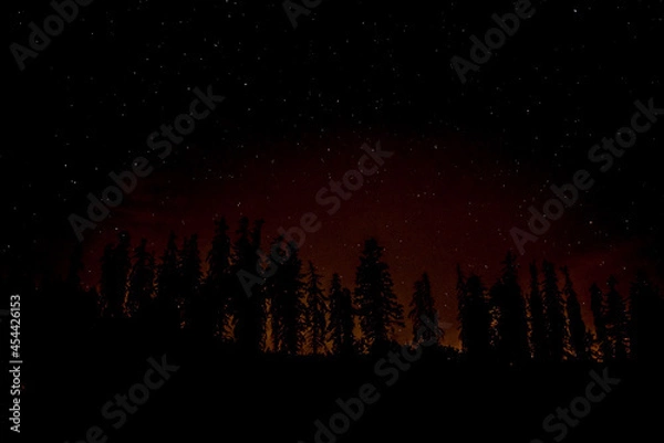 Obraz trees "on fire"