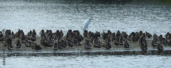 Obraz Birds at Barycz valley