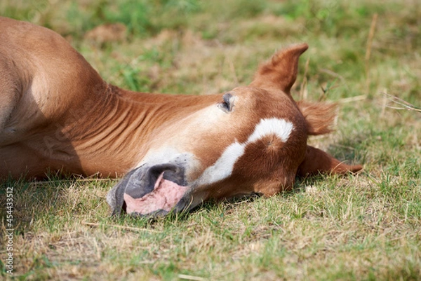 Fototapeta Close-up of a cute chestnut foal with a white stripe on the forehead sleeping on the grass