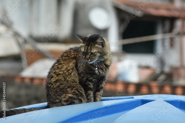 Obraz Uma gata chamada Cozinha