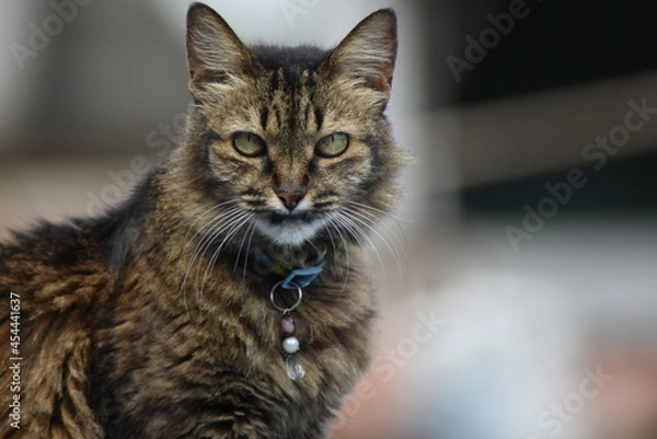 Obraz Uma gata chamada Cozinha
