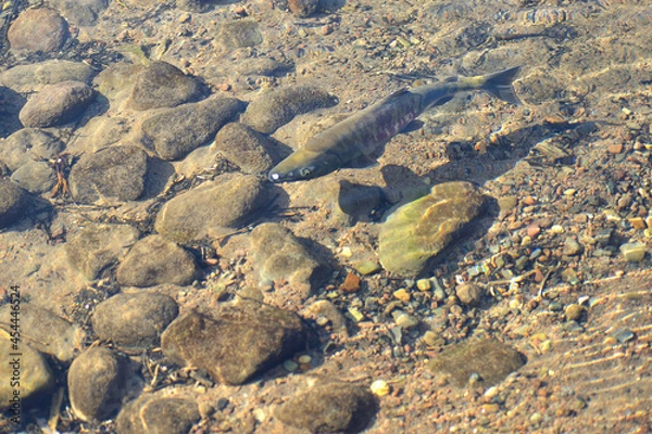 Fototapeta 川を泳ぐ鮭