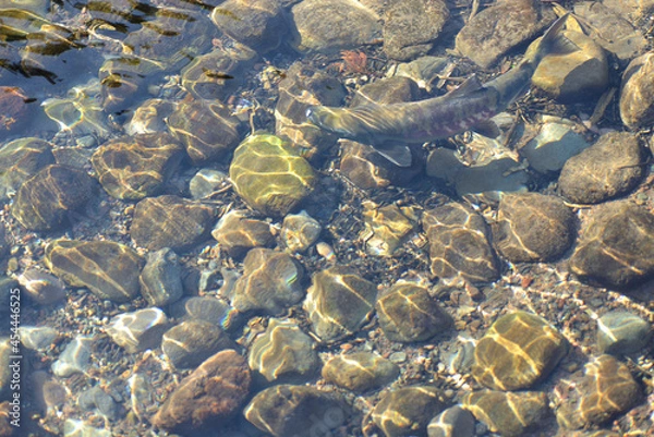 Obraz 川を泳ぐ鮭