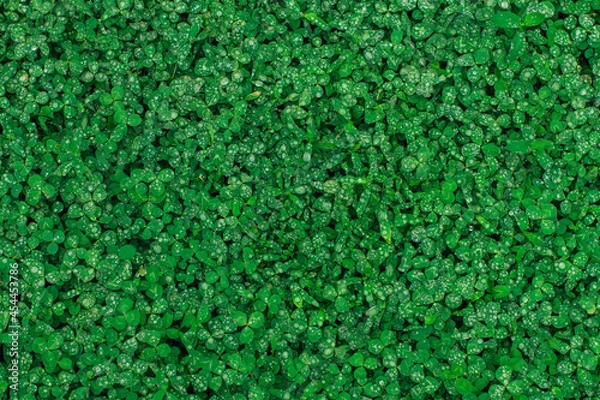 Fototapeta Green natural grass clover with rain drops.