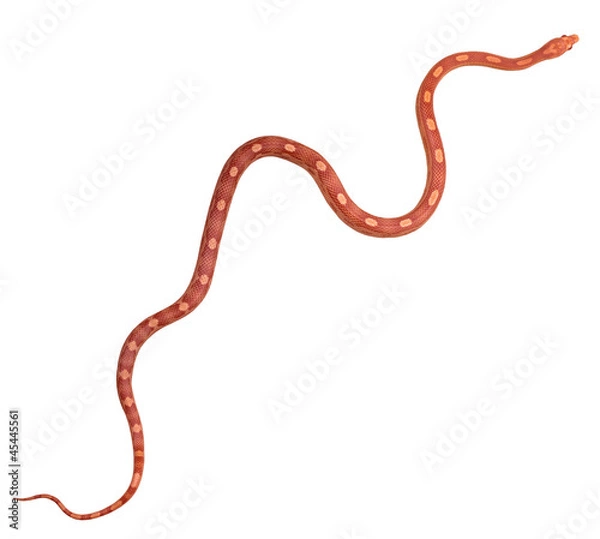 Obraz Amel Motley Corn snake